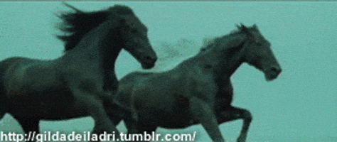 black horse GIF black horse GIF