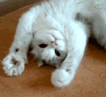 Funny Cat GIF Funny Cat GIF