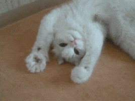 White Cat Hello GIF White Cat Hello GIF
