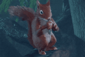 Squirrel Baldurs Gate 3 GIF Squirrel Baldurs Gate 3 GIF