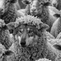 Wolf Sheep GIF by xponentialdesign Wolf Sheep GIF by xponentialdesign