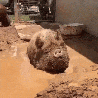 Pig Mud GIF by MOODMAN Pig Mud GIF by MOODMAN