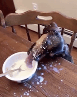 dog puppy GIF dog puppy GIF
