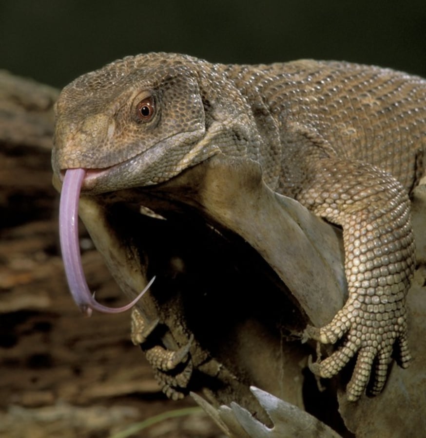 Image result for lizard