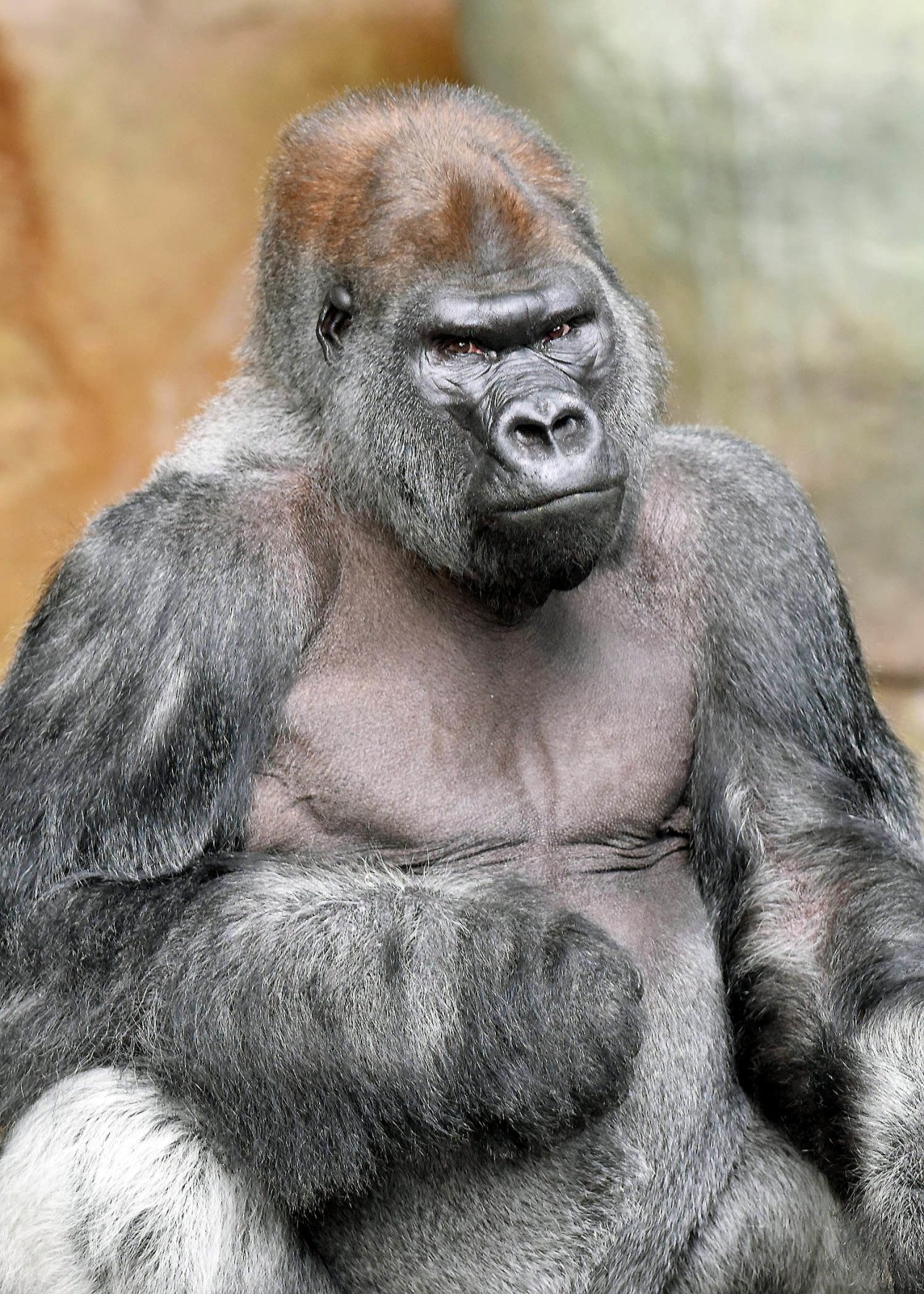 Brookfield Zoo Chicago on X: RESTING GORILLA FACE: Although he looks  upset, JoJo's permanent furrowed brow is due to extra bone in his forehead,  which is believed to help the skull absorb