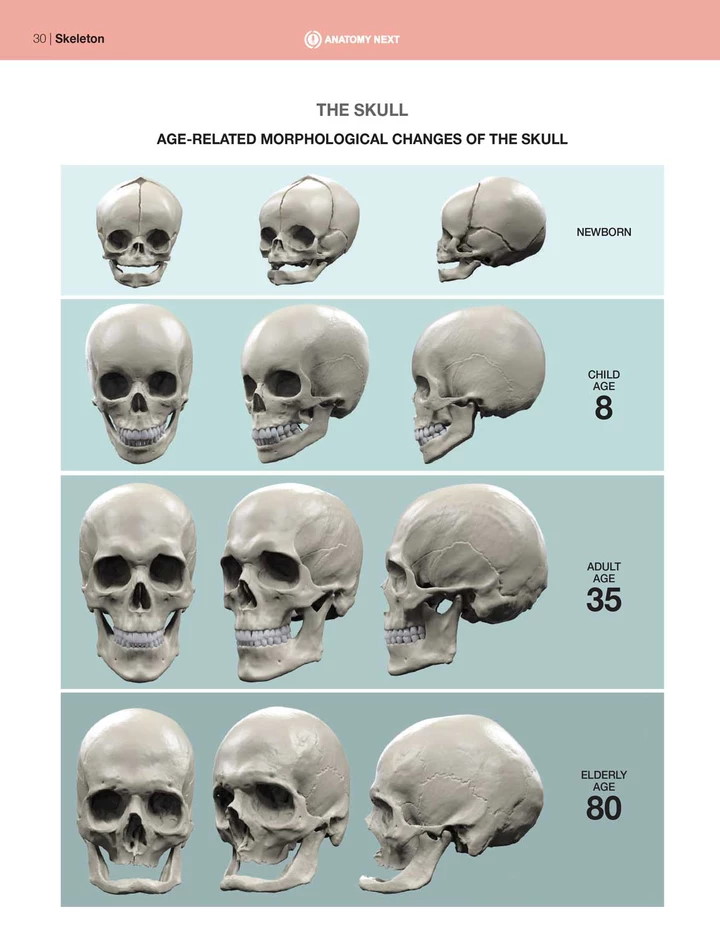 age-related-morphological-changes-of-skull.jpg
