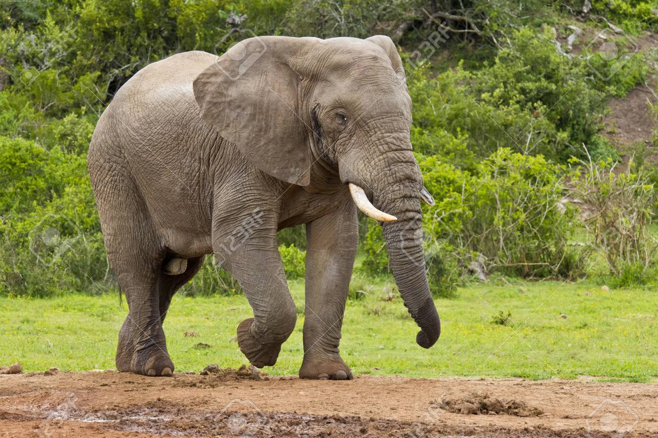 33127984-male-elephant-walking-toward-a-water-hole-in-the-morning-head.jpg