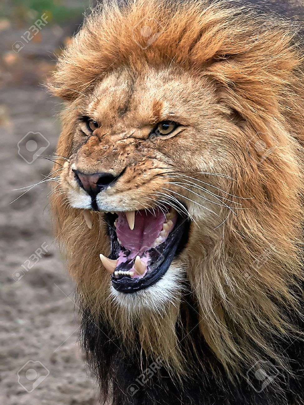 33922486-closeup-of-a-angry-lion-with-open-mouth-and-showing-teeth.jpg