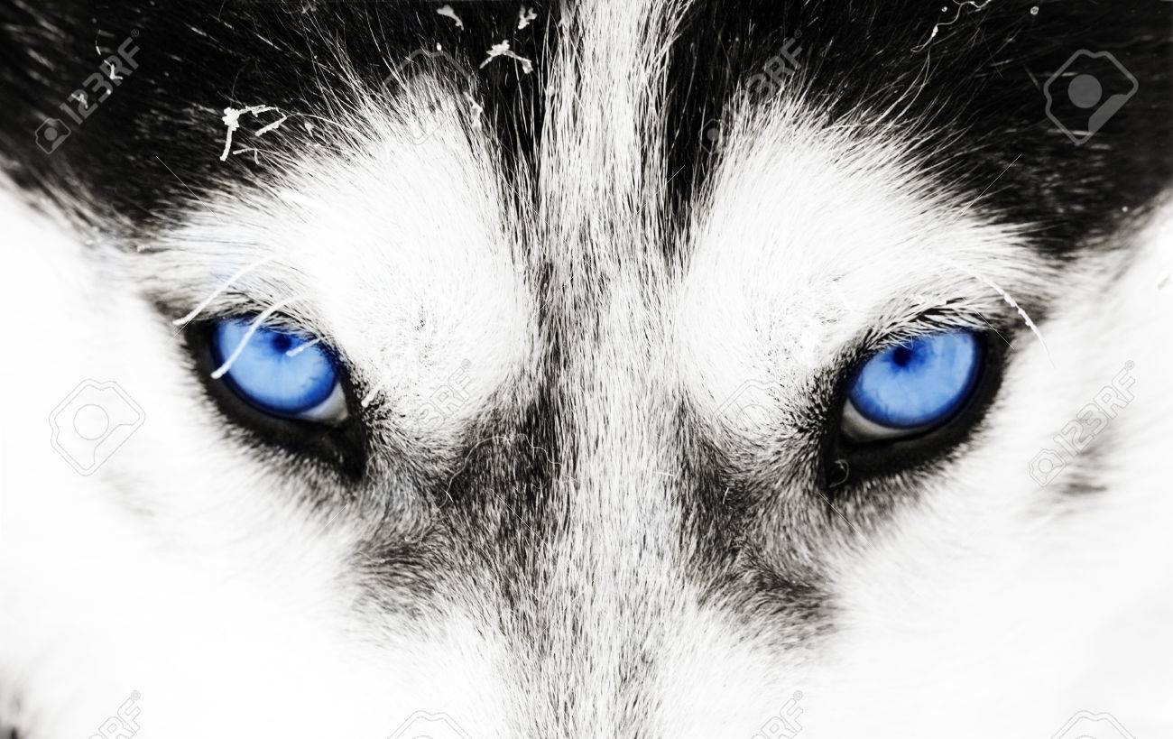 49605335-close-up-on-blue-eyes-of-a-husky-dog.jpg