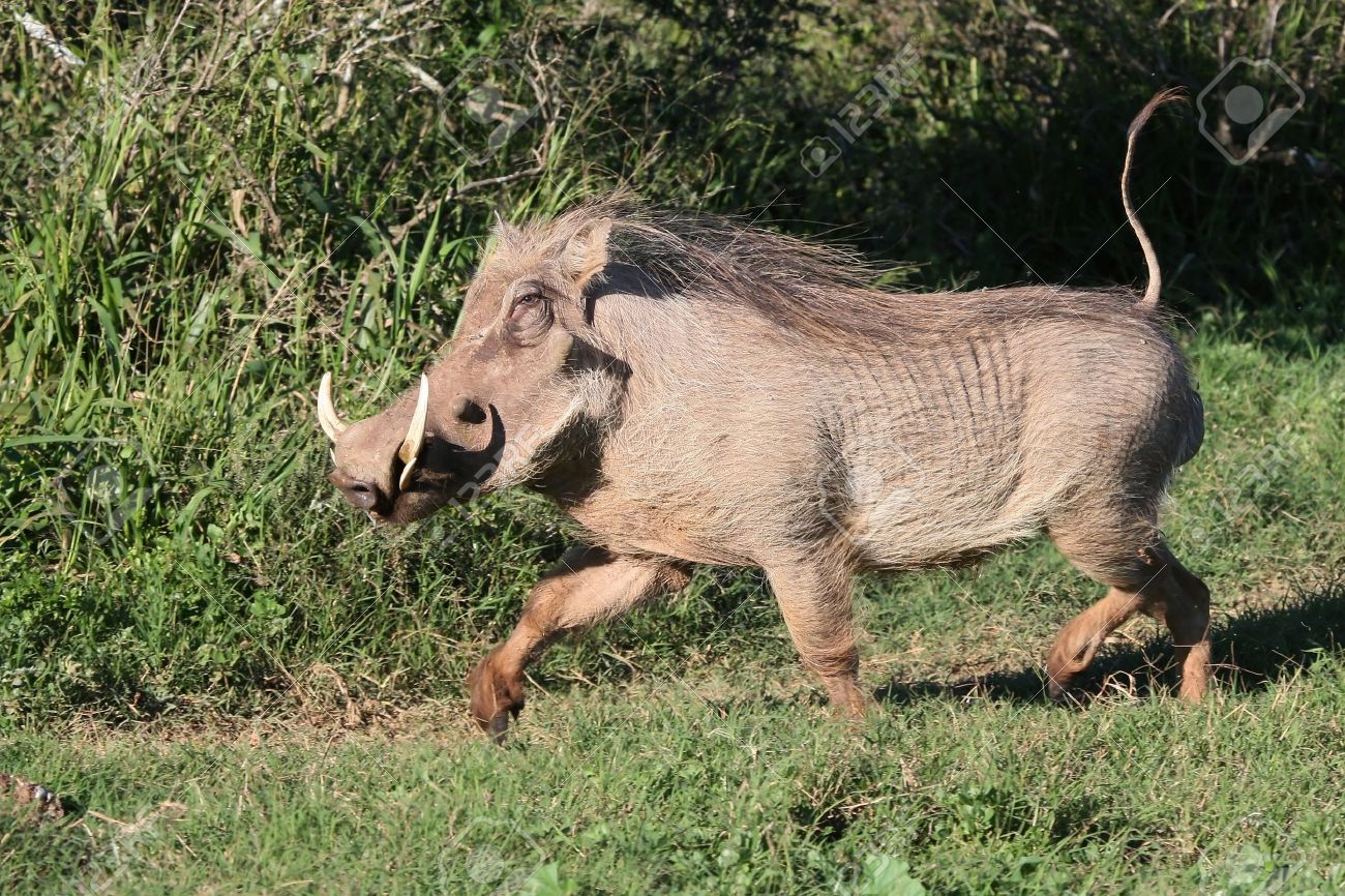9661688-male-warthog-running-with-it-s-tail-held-erect.jpg