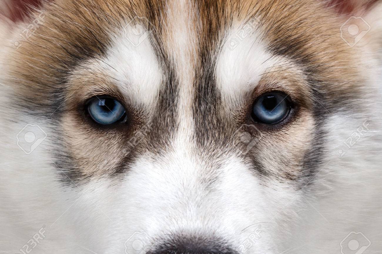 40064111-closeup-blue-eyes-siberian-husky-puppy-isolated.jpg