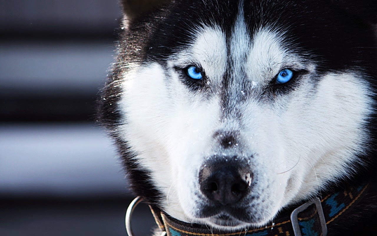 latest hd wallpaper: Siberian Husky Blue Eyes