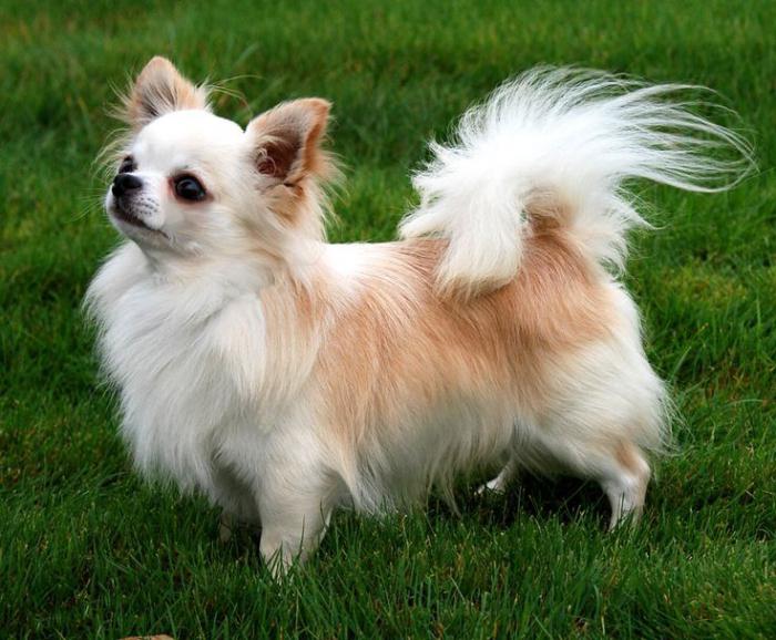 long-haired-chihuahua-a-little_1.jpg