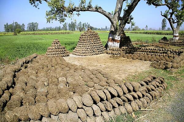 cow-manure-drying-in-the-sun-india-bjorn-svensson.jpg