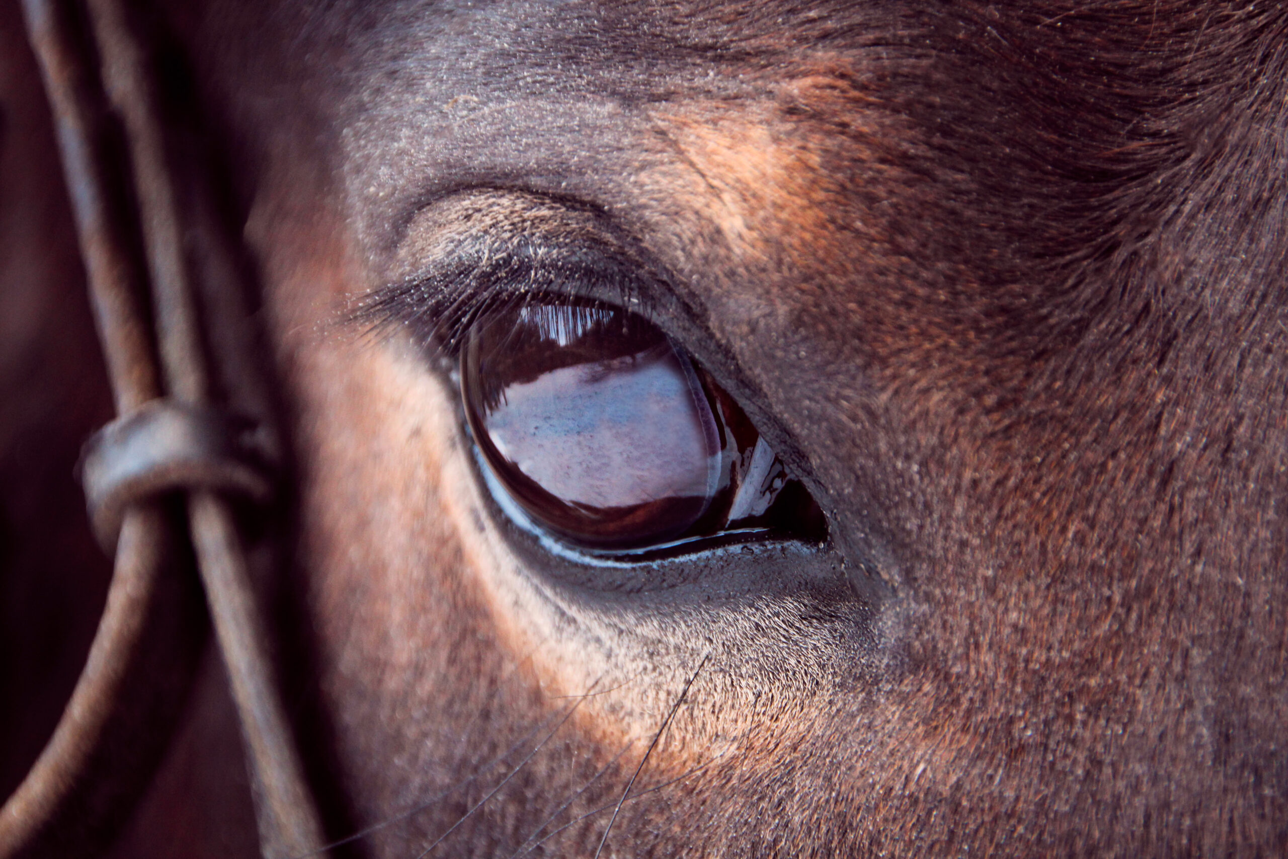 horseandrider.com