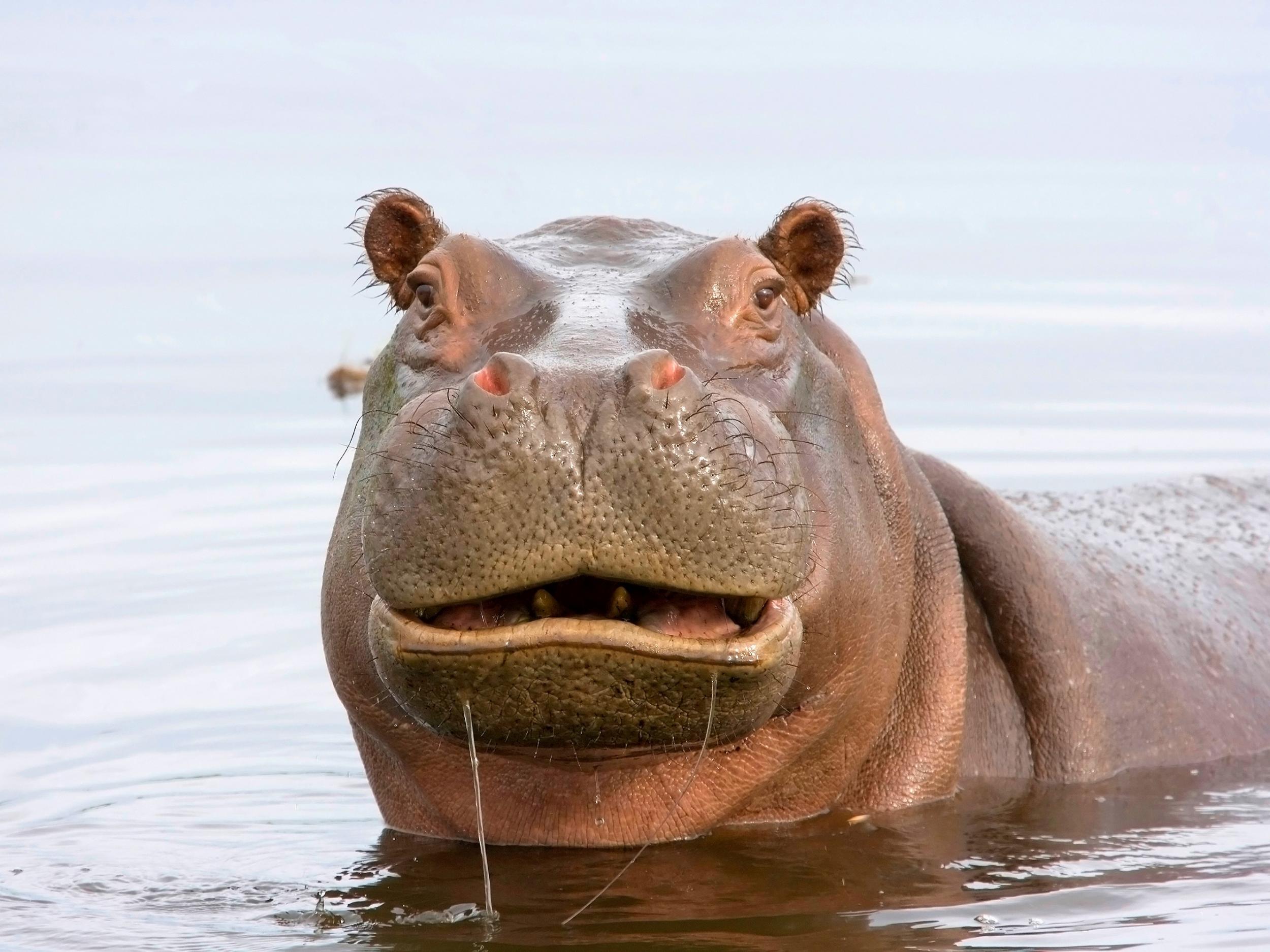 hippo-dung-life.jpg
