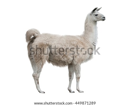 stock-photo-adult-lama-exterior-isolated-over-a-white-background-449871289.jpg