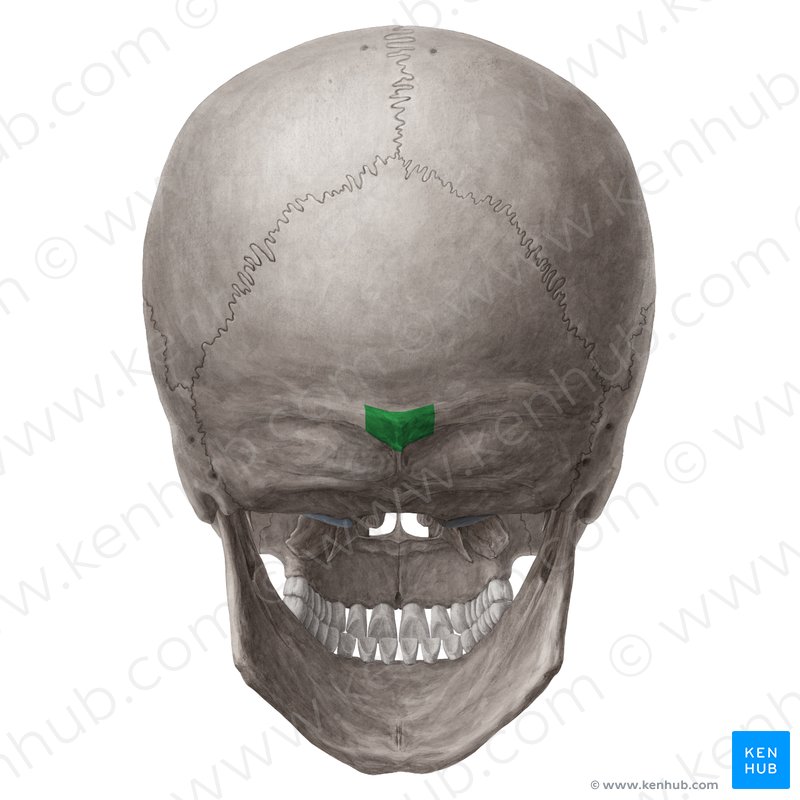 LUw6Z4Y4Kui0RDN57lTgw_External_occipital_protuberance_01.png