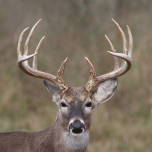 Image result for deer