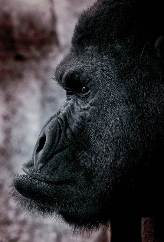side-profile-of-gorilla.jpg