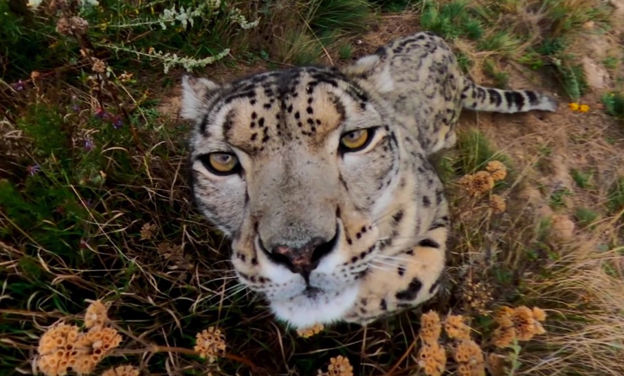 Curious Snow Leopard Meets GoPro