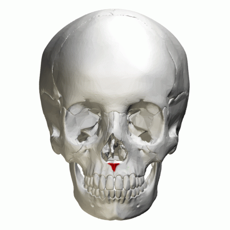 File:Anterior nasal spine of maxilla - animation02.gif