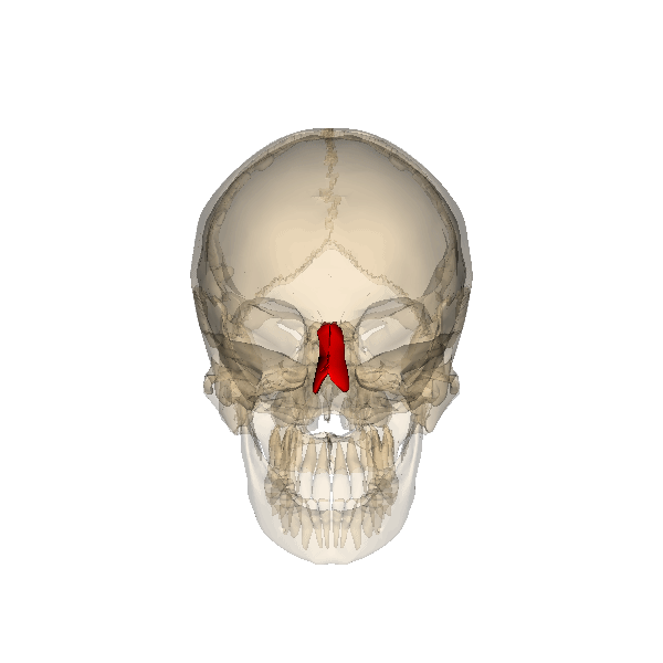 File:Rotation nasal bone.gif