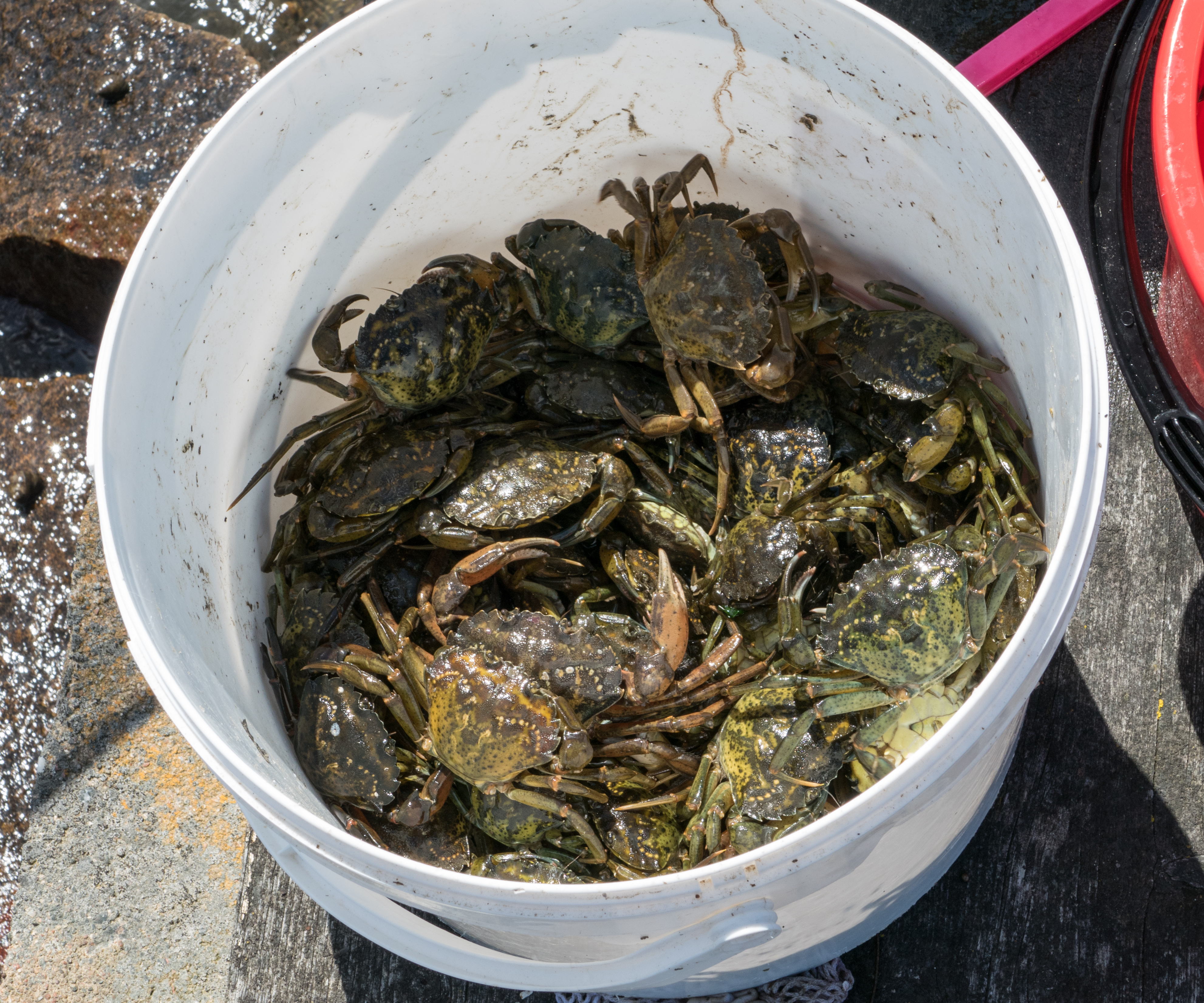 Crab mentality - Wikipedia
