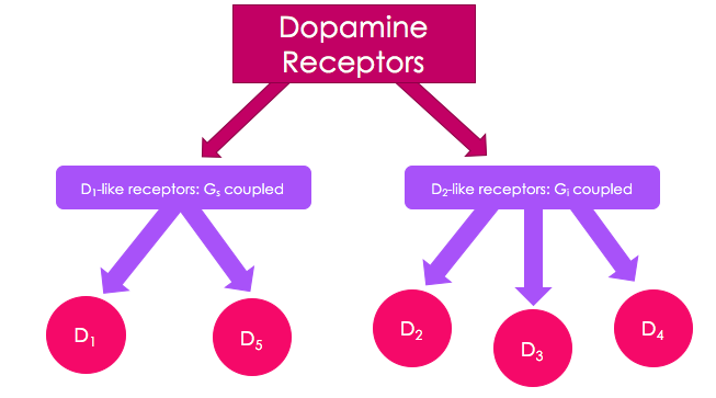 Dopamine_Receptor_Flowchart.png