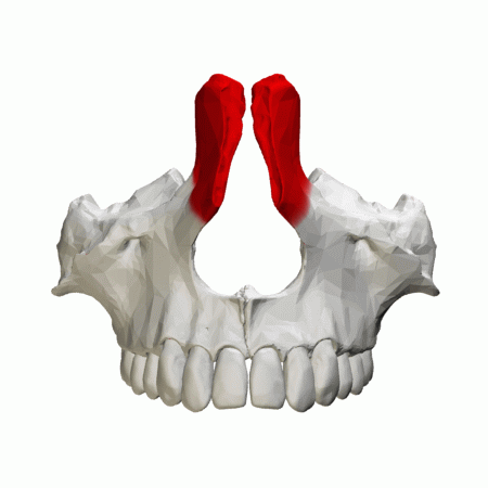 File:Frontal process of maxilla - animation02.gif