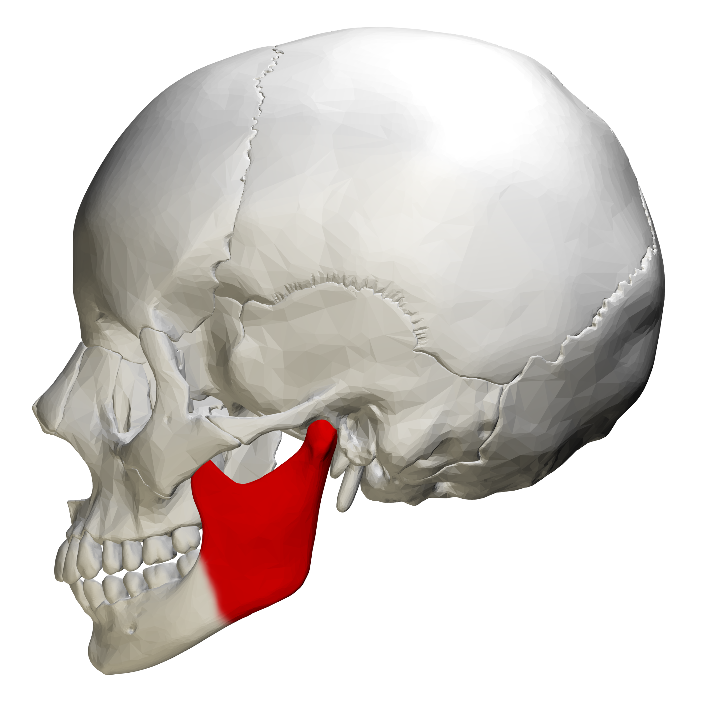 Ramus_of_the_mandible_-_skull_-_lateral_view.png