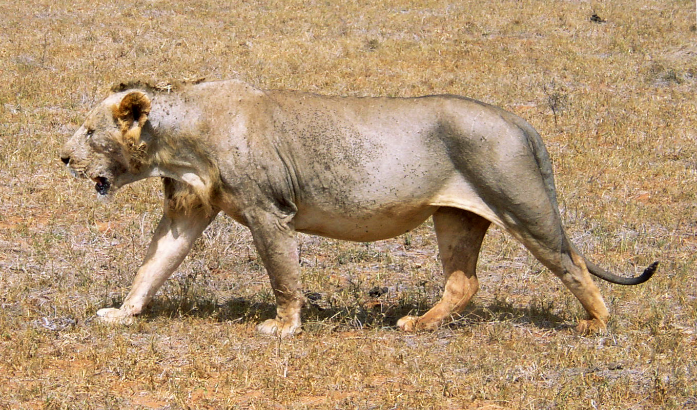 Maneless_lion_from_Tsavo_East_National_Park.png