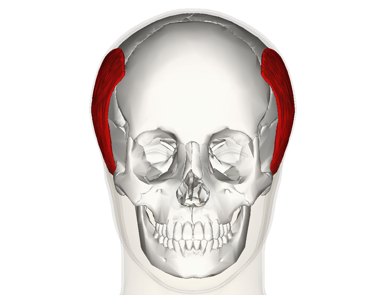 File:Temporoparietalis muscle frontal.png