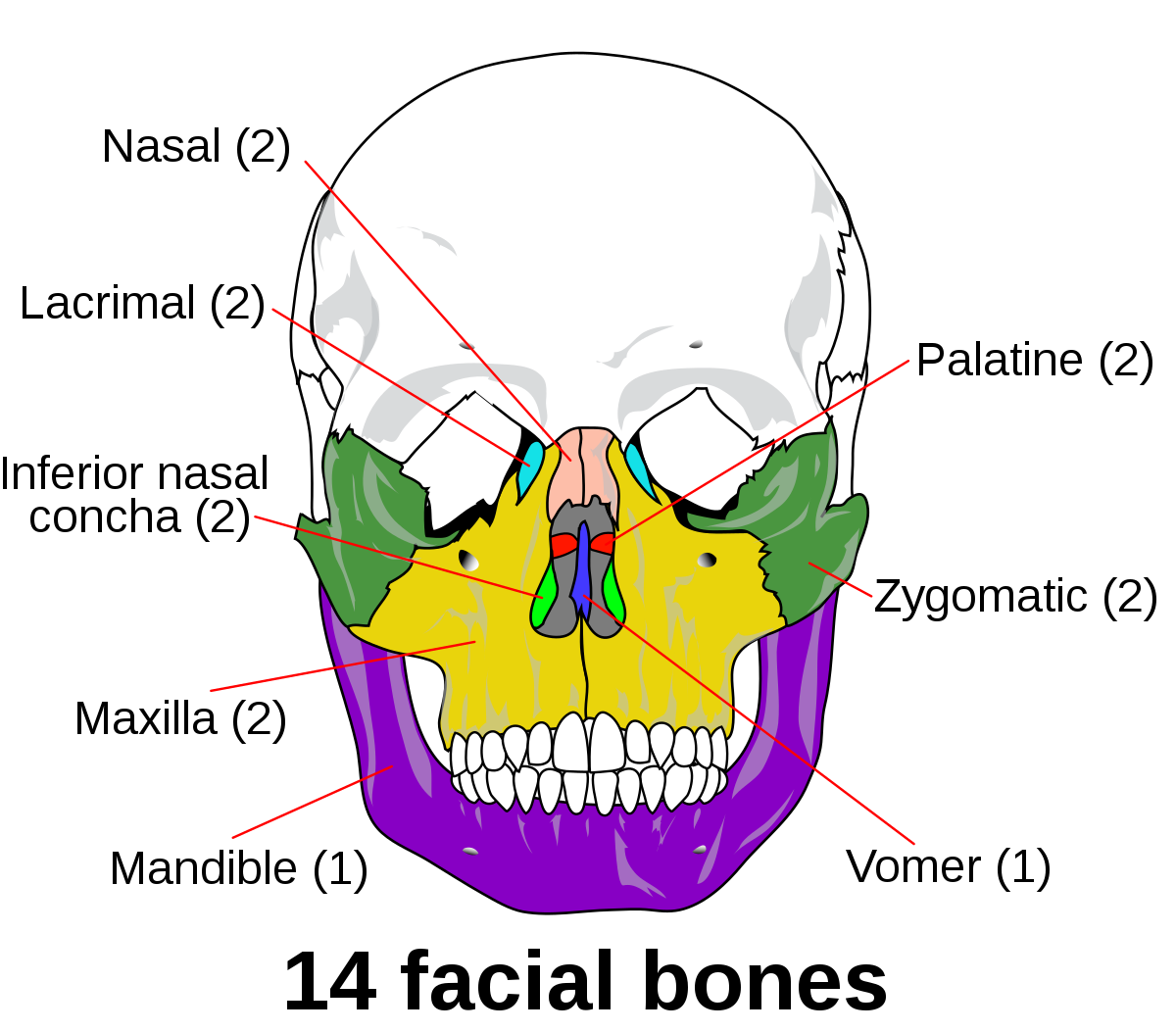 1200px-Facial_skeleton_-_en.svg.png