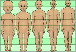 300px-Human_development_neoteny_body_and_head_proportions_pedomorphy_maturation_aging_growth.png