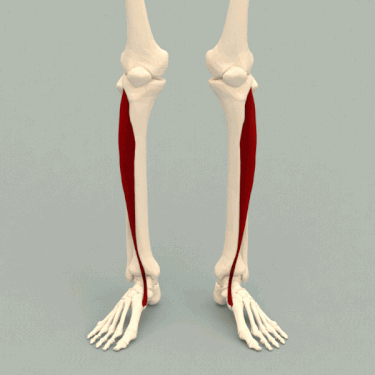375px-Tibialis_anterior_muscle_-_animation.gif