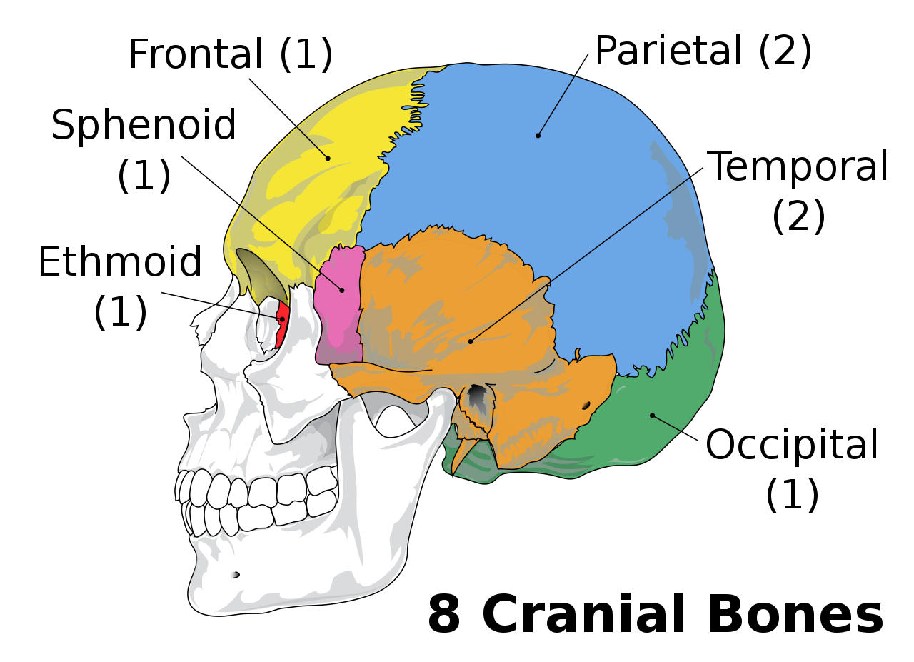 1280px-Cranial_bones_en_v2.svg.png