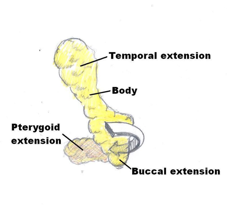 800px-Buccal_Fat_Diagram.jpg