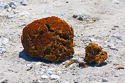 Elephant feces Elephant feces