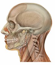 180px-Lateral_head_skull.jpg