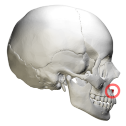 250px-Anterior_nasal_spine_of_maxilla_-_skull_-_lateral_view_with_circle.png