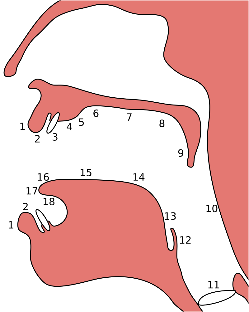 800px-Places_of_articulation.svg.png