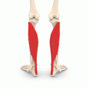180px-Soleus_muscle_-_animation.gif