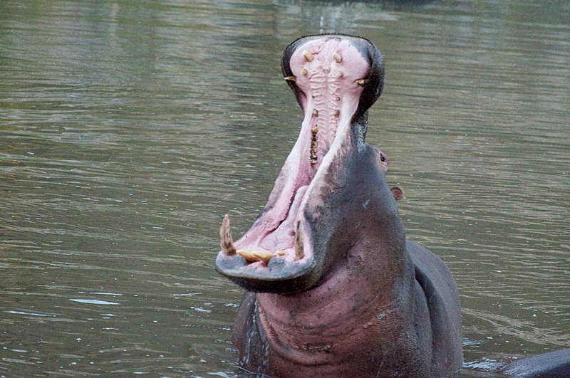 800px-Hippo_mouth_opening.jpg