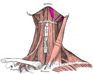 300px-Digastric_muscle.PNG