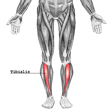 375px-Tibialis.png