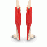 180px-Gastrocnemius_muscle_-_animation.gif