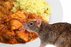 rat_curry.jpg