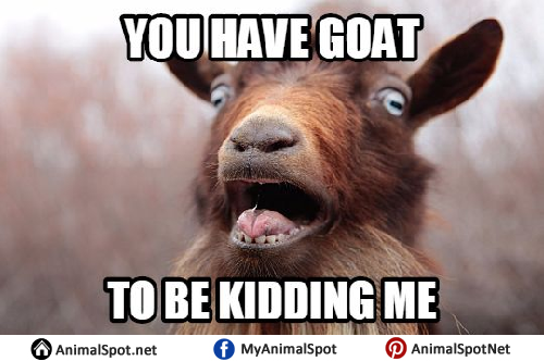 Baby-Goat-Memes.png