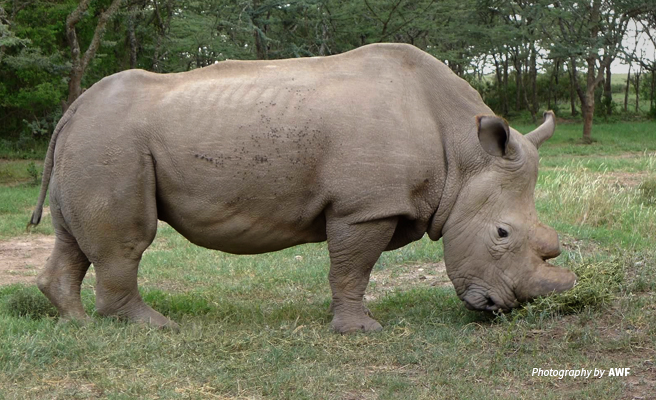 SudanLastNorthernMaleWhiteRhino.jpg